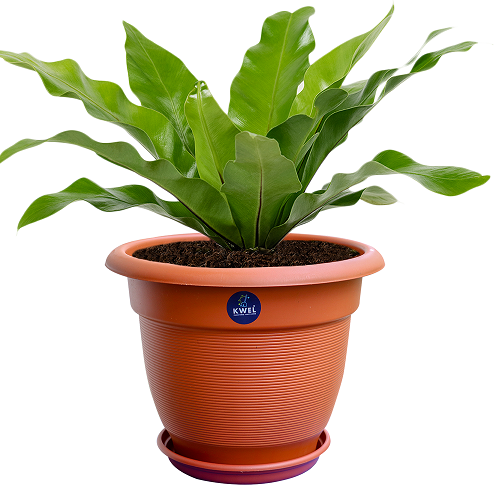 KWEL Round Elegance Pots for Plants with Outer Tray for Balcony - Brown Size 7 Inch