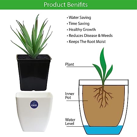 KWEL Daisy Pot Plastic Attractive Pot for Home Garden - Size 5 Inch (Multicolor)