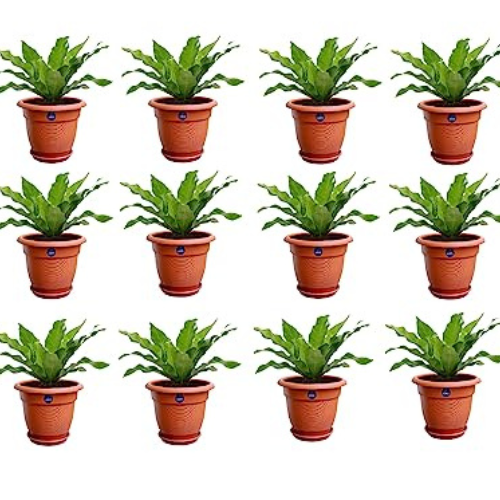KWEL Flower Pots for Plants and Flowers with Free Tray Size 12Inch - Brown