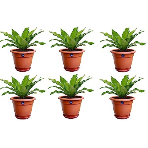 KWEL Flower Pots for Plants and Flowers with Free Tray Size 12Inch - Brown
