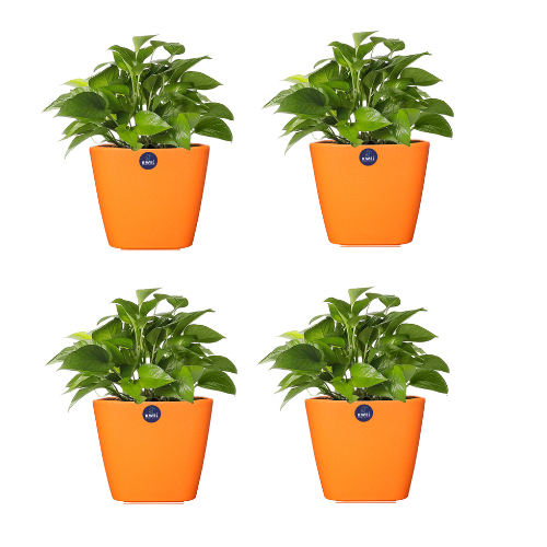KWEL Daisy Pot Plastic Attractive Pot for Home Garden with Inner Tray Self Water Mechanism Size 9 Inch- Pack of 4