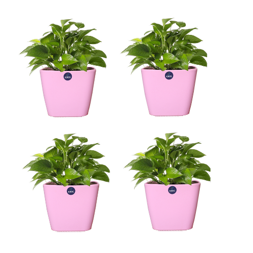 KWEL Daisy Pot Plastic Attractive Pot for Home Garden with Inner Tray Self Water Mechanism Size 9 Inch- Pack of 4