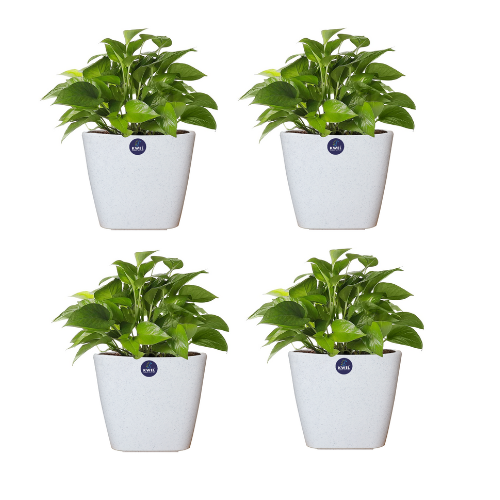 KWEL Daisy Pot Plastic Attractive Pot for Home Garden with Inner Tray Self Water Mechanism Size 9 Inch- Pack of 4