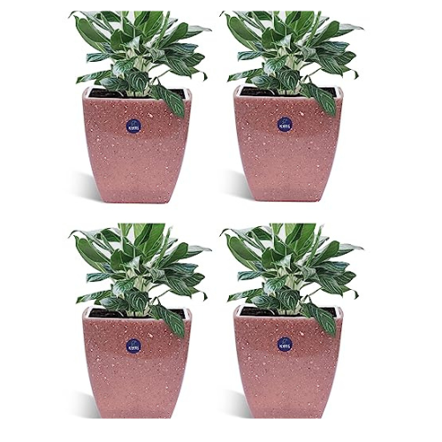 KWEL Daisy Pot Square Cut Plastic Pot for Home Garden Office Decoration - Size 5 Inch - Pack of 4