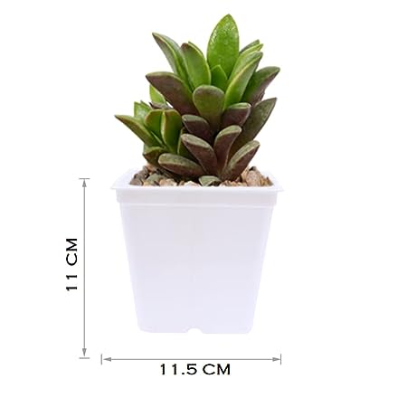 KWEL Square Nursery Pot 5inch Plastic White Colour