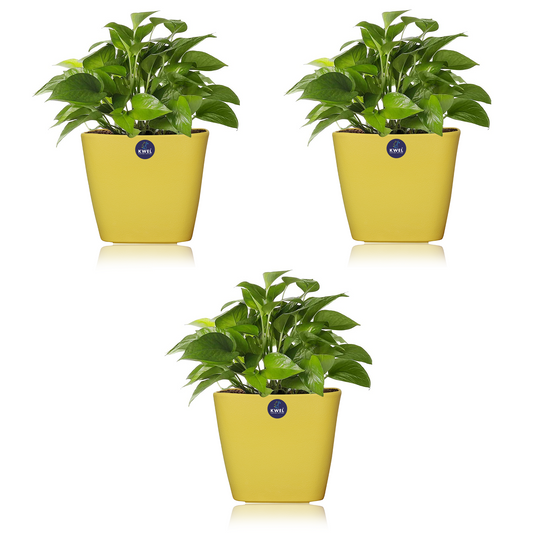 KWEL Daisy Pot Plastic Attractive Pot for Home Garden with Inner Tray Self Water Mechanism Size 12 Inch- Pack of 3 (Yellow)