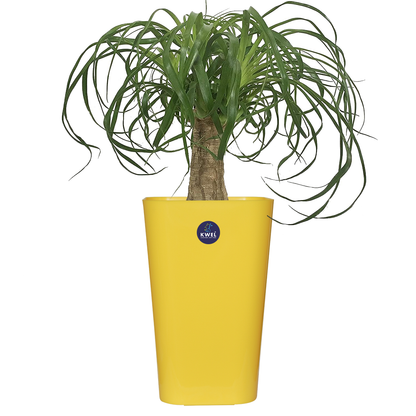 KWEL Elite11 Décor Pots for Indoor & Outdoor Plants, Home, Office Décor, Color Glossy Yellow