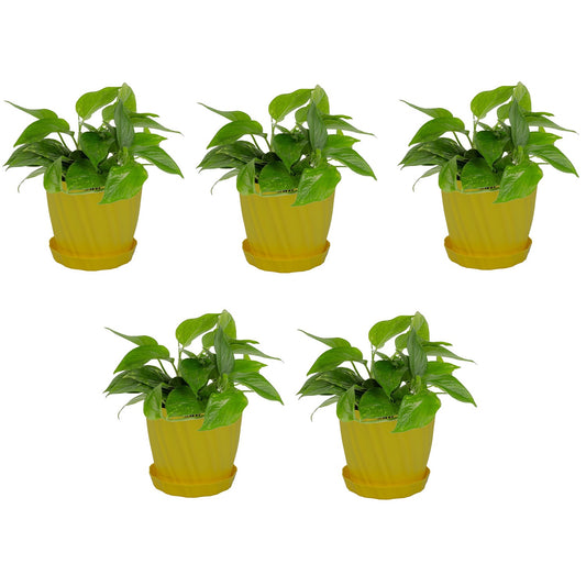 KWEL Glory 7" Plastic Round Flower Pots for Home Planters, Terrace, Garden Etc | Yellow.