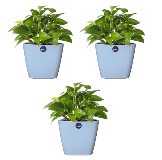 KWEL Daisy Pot Plastic Attractive Pot for Home Garden with Inner Tray Self Water Mechanism Size 12 Inch- Pack of 3 (Blue)