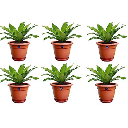 KWEL Flower Pots for Plants and Flowers with Free Tray Size 10Inch - Brown