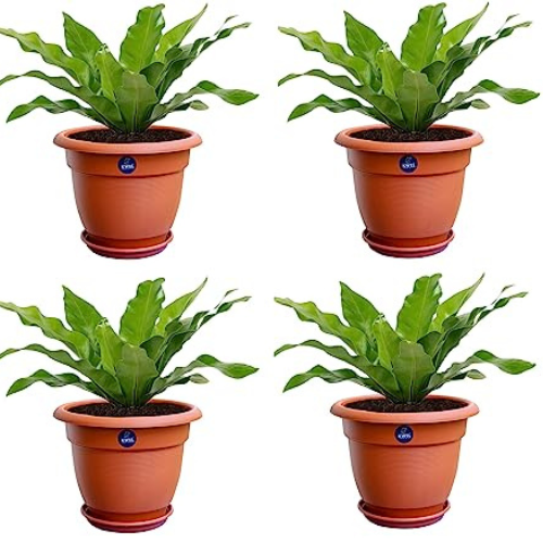 KWEL Round Pots for Plants Big with Free Tray Size 16'' Inch - Pack of 4 - Brown