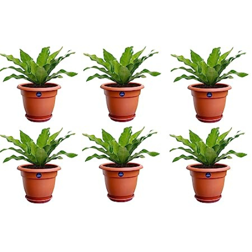 KWEL Flower Pots for Plants and Flowers Including Tray Size 8 Inch - Brown