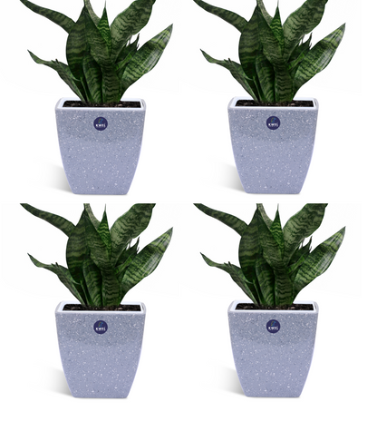 KWEL Daisy Pot Square Cut Plastic Pot for Home Garden Office Decoration - Size 5 Inch - Pack of 4 (Grey)