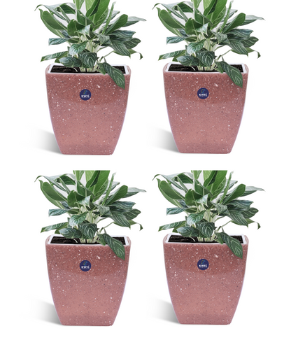 KWEL Daisy Pot Square Cut Plastic Pot for Home Garden Office Decoration - Size 5 Inch - Pack of 4 (Light maroon)