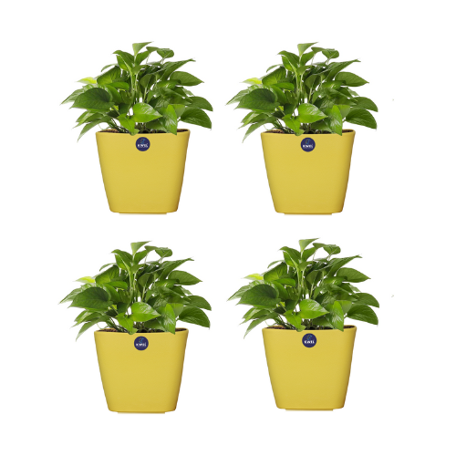 KWEL Daisy Pot Plastic Attractive Pot for Home Garden with Inner Tray Self Water Mechanism Size 9 Inch- Pack of 4