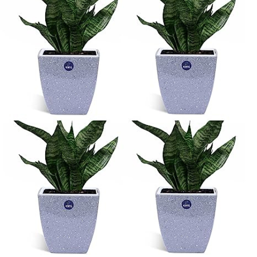 KWEL Daisy Pot Square Cut Plastic Pot for Home Garden Office Decoration - Size 5 Inch - Pack of 4