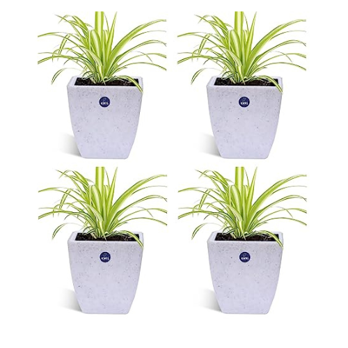 KWEL Daisy Pot Square Cut Plastic Pot for Home Garden Office Decoration - Size 5 Inch - Pack of 4